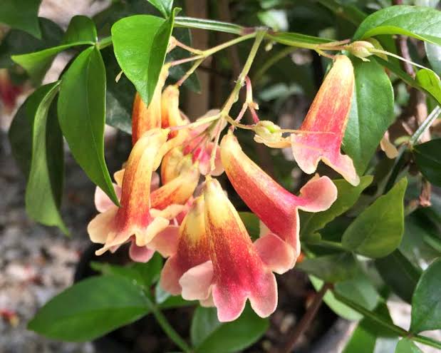 Pandorea 'Ruby Belle' / Wonga Wonga Vine