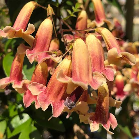 Pandorea 'Ruby Belle' / Wonga Wonga Vine