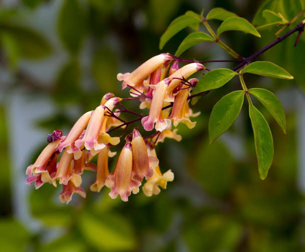 Pandorea 'Ruby Belle' / Wonga Wonga Vine