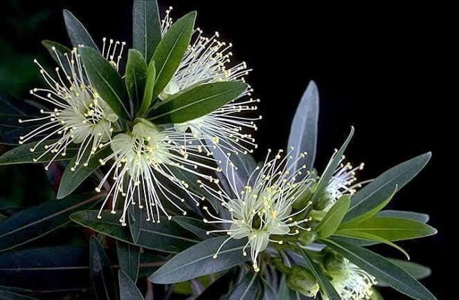 Bloomfield Penda/ Xanthostemon Verticillatus/ Metrosideros Verticillata/ Rosida White