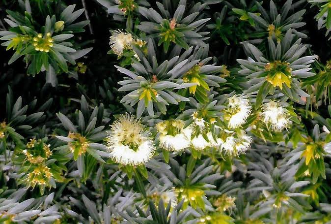 Bloomfield Penda/ Xanthostemon Verticillatus/ Metrosideros Verticillata/ Rosida White
