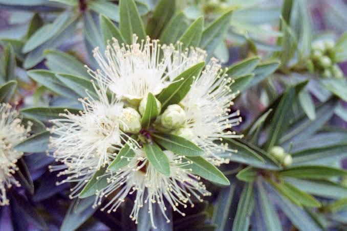 Bloomfield Penda/ Xanthostemon Verticillatus/ Metrosideros Verticillata/ Rosida White