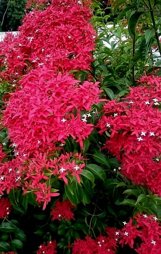 Carphalea Kirondron / Flaming Beauty