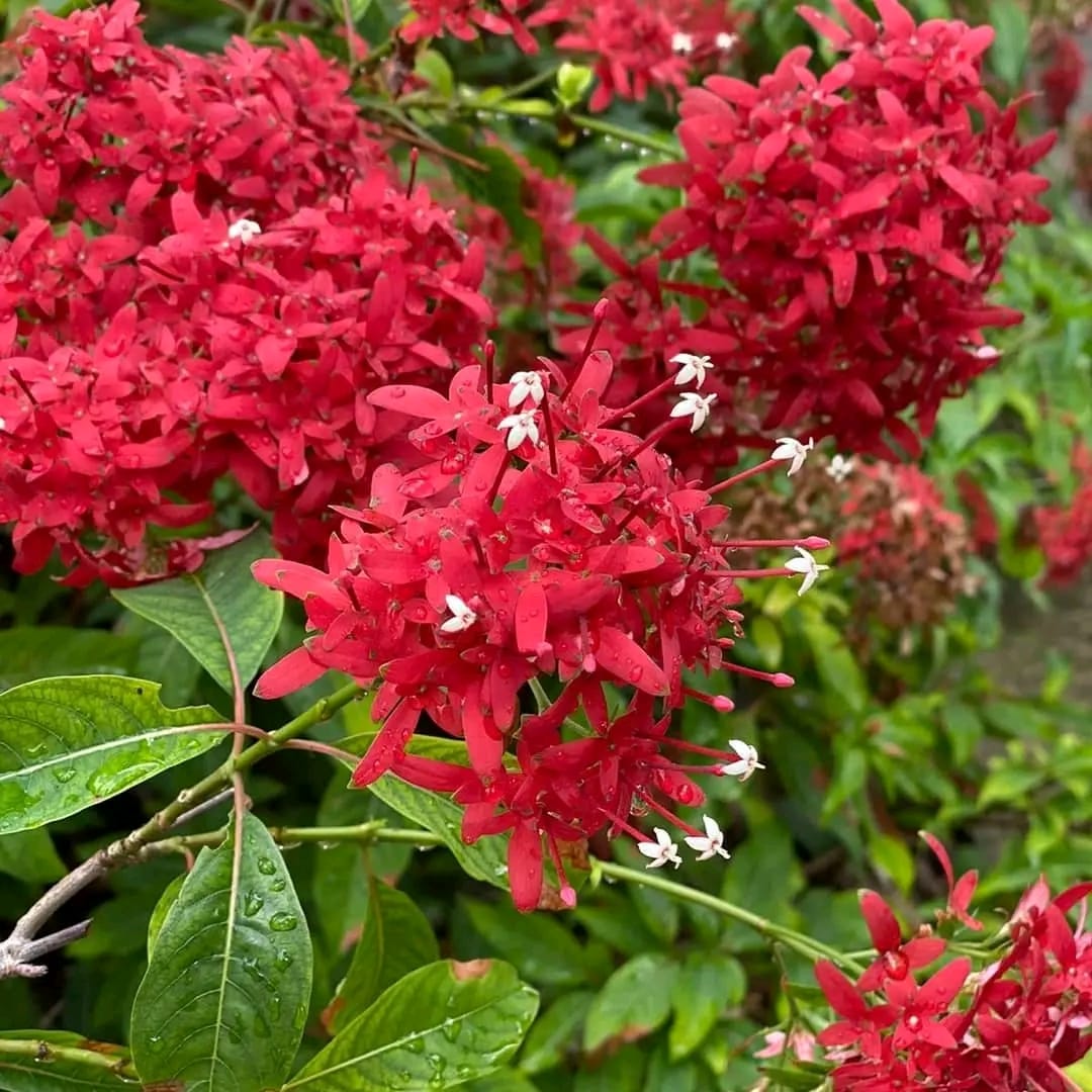 Carphalea Kirondron / Flaming Beauty