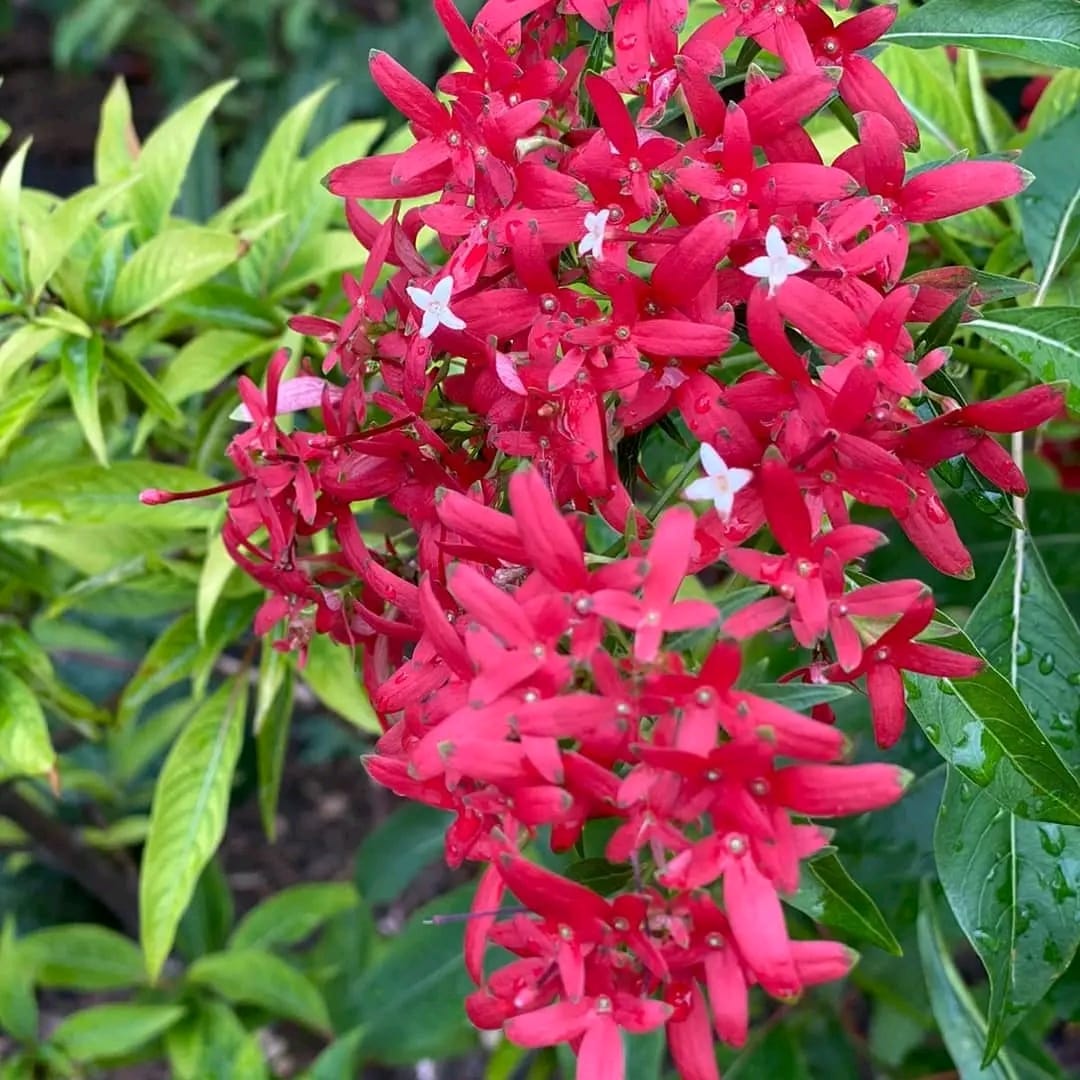 Carphalea Kirondron / Flaming Beauty