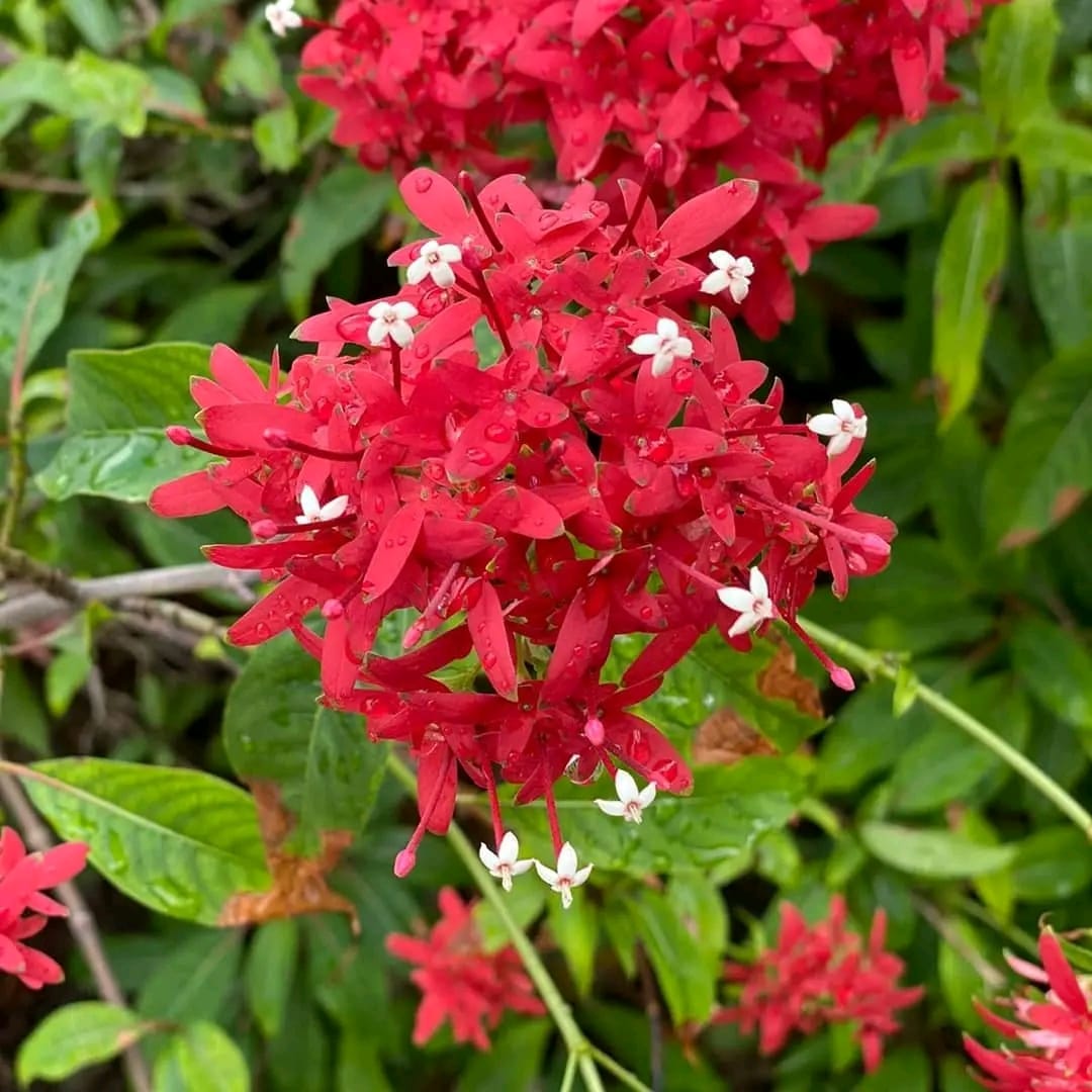 Carphalea Kirondron / Flaming Beauty