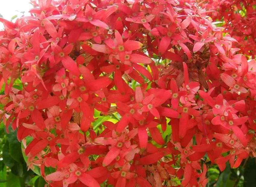 Carphalea Kirondron / Flaming Beauty