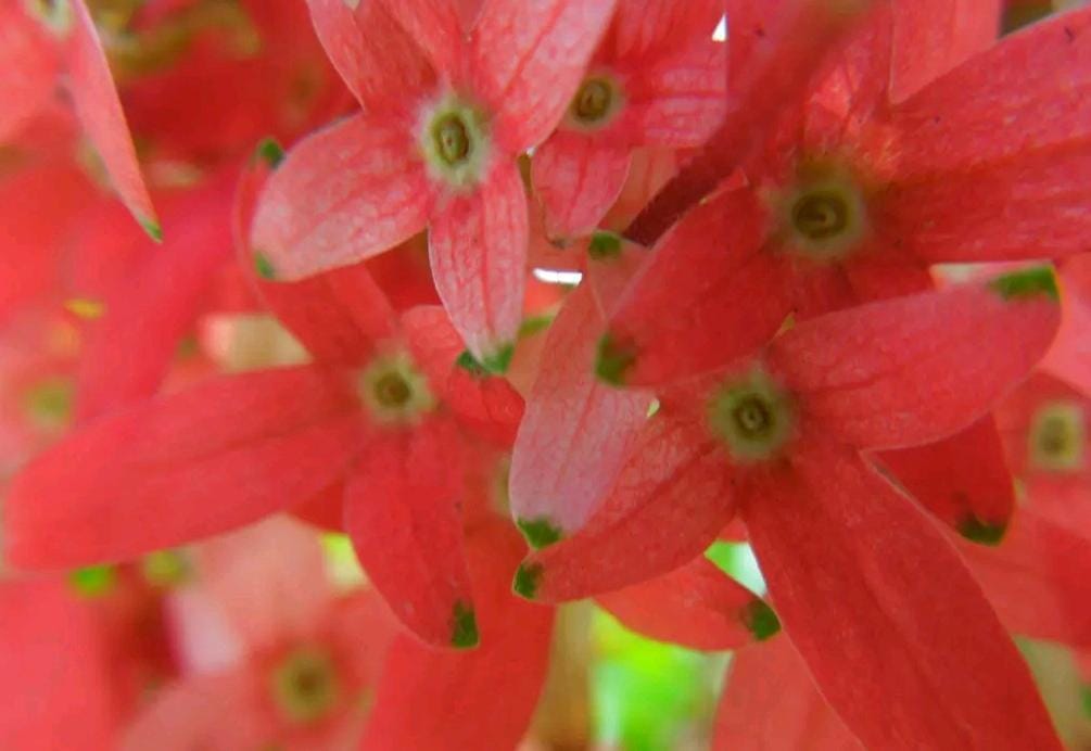 Carphalea Kirondron / Flaming Beauty