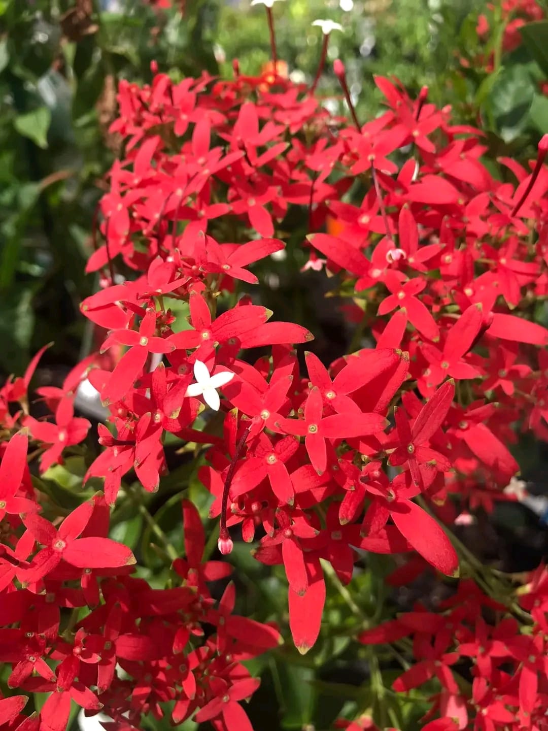 Carphalea Kirondron / Flaming Beauty