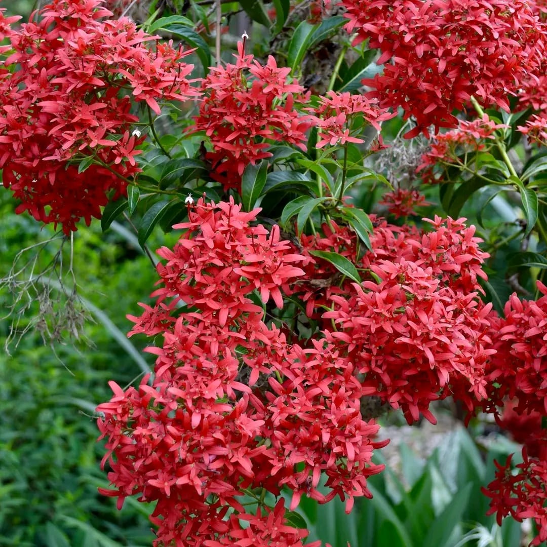 Carphalea Kirondron / Flaming Beauty