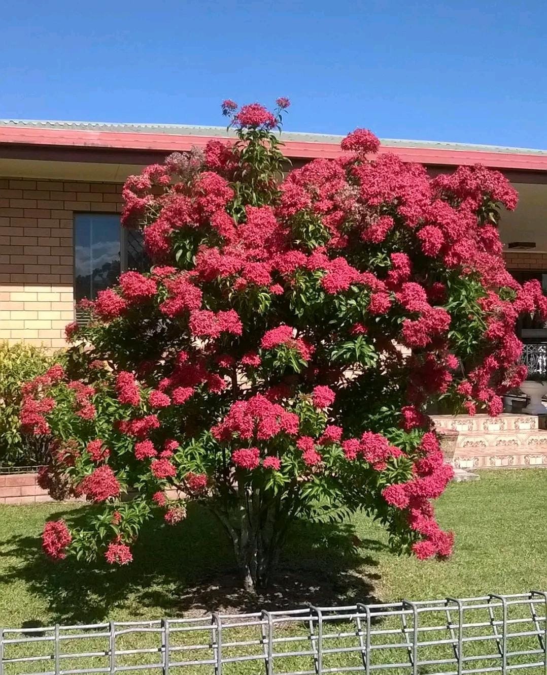 Carphalea Kirondron / Flaming Beauty