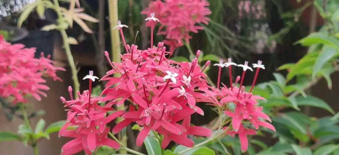 Carphalea Kirondron / Flaming Beauty