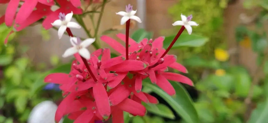 Carphalea Kirondron / Flaming Beauty