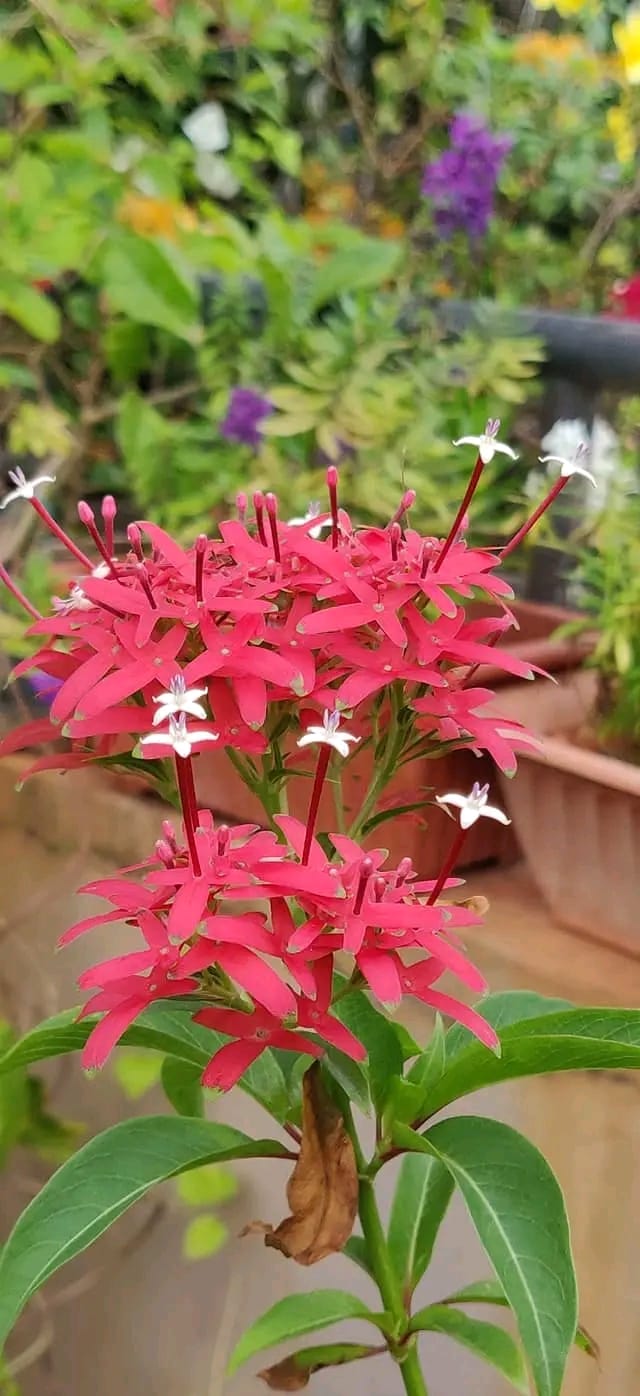 Carphalea Kirondron / Flaming Beauty