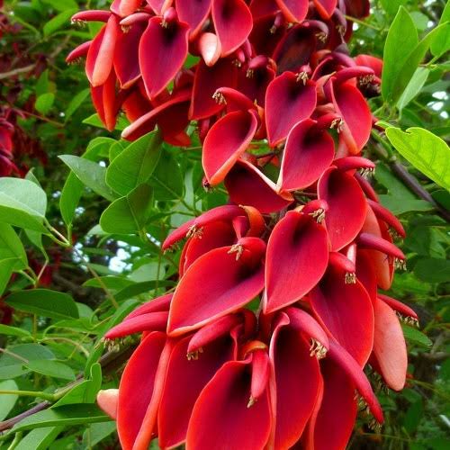 Erythrina Crista-Galli/ Coral Cockspur Tree