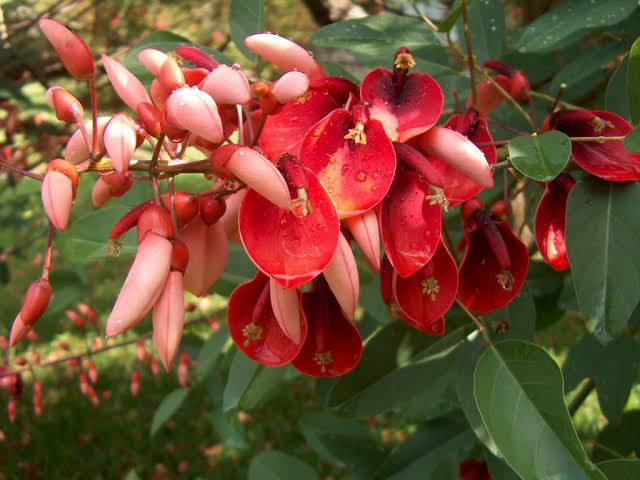 Erythrina Crista-Galli/ Coral Cockspur Tree