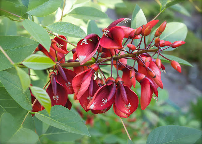 Erythrina Crista-Galli/ Coral Cockspur Tree