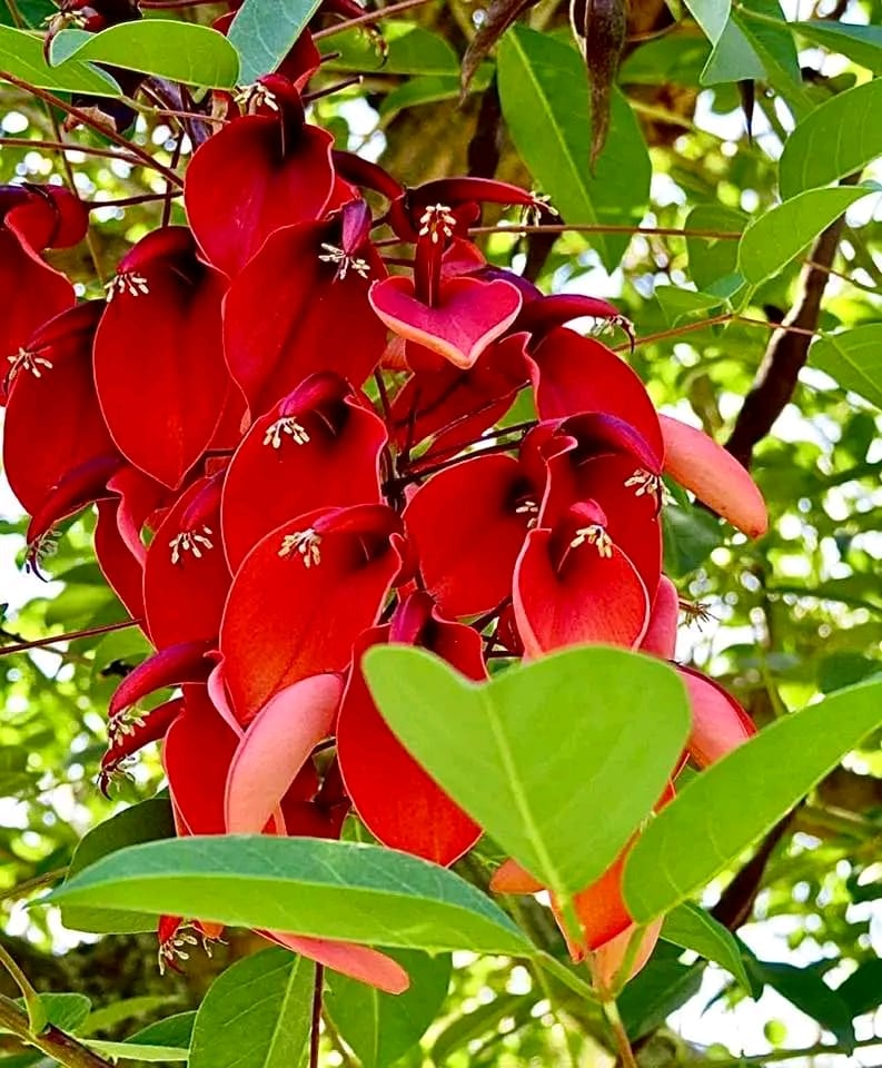 Erythrina Crista-Galli/ Coral Cockspur Tree