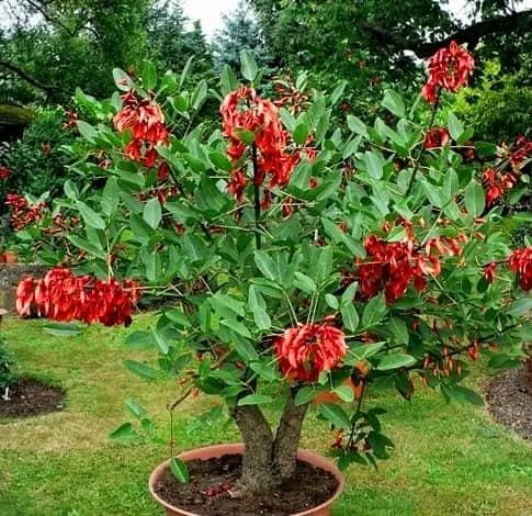 Erythrina Crista-Galli/ Coral Cockspur Tree