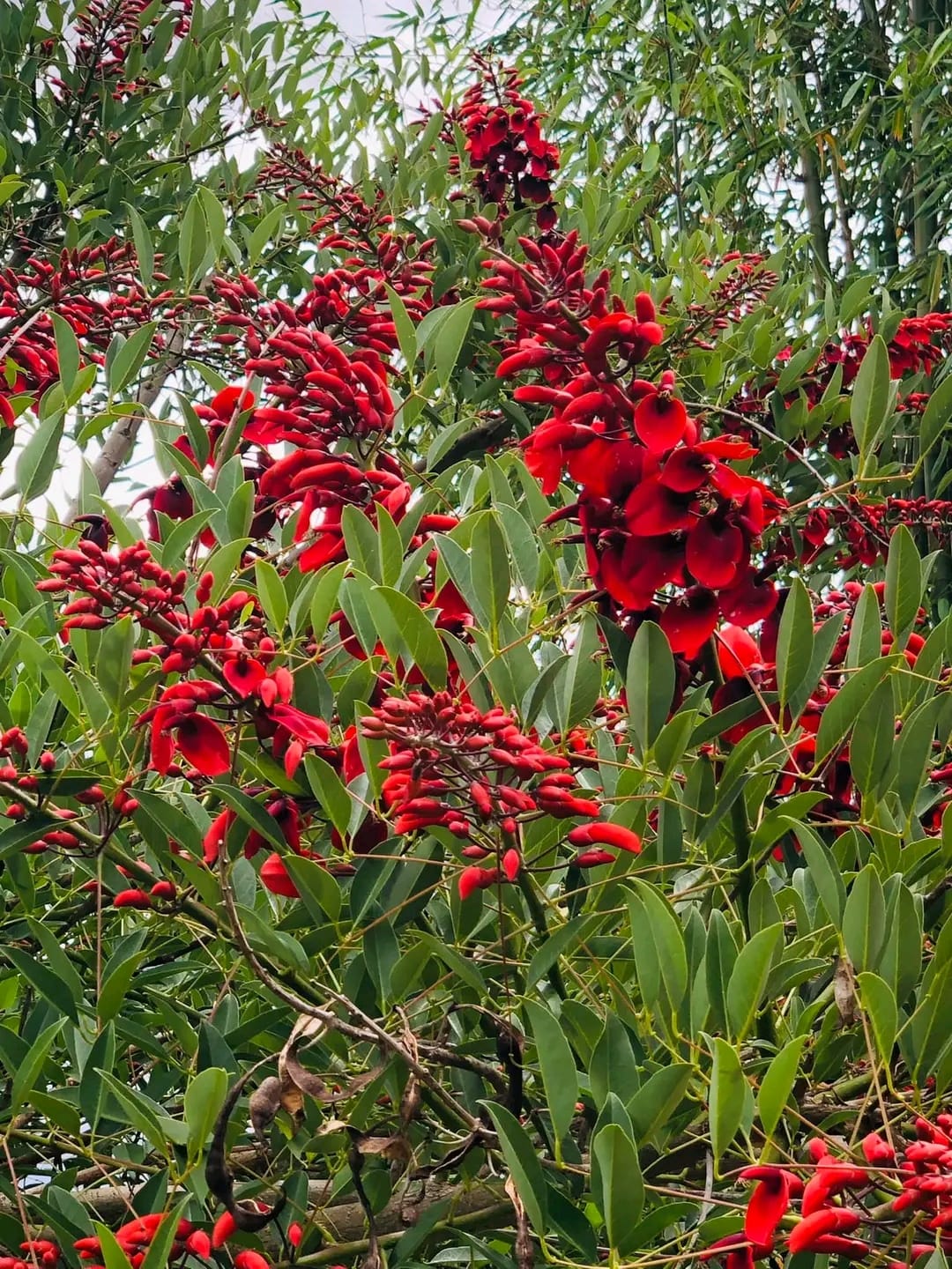 Erythrina Crista-Galli/ Coral Cockspur Tree