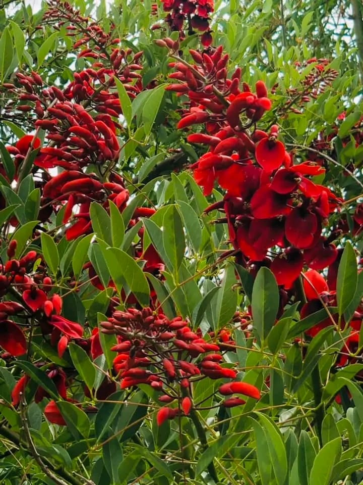 Erythrina Crista-Galli/ Coral Cockspur Tree