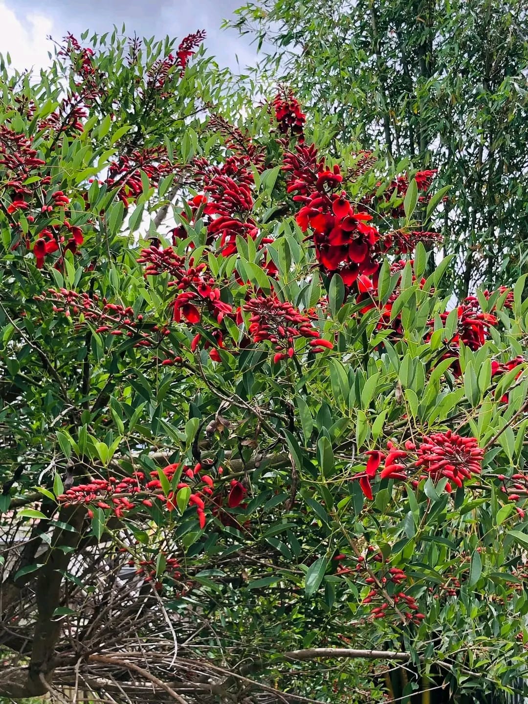 Erythrina Crista-Galli/ Coral Cockspur Tree