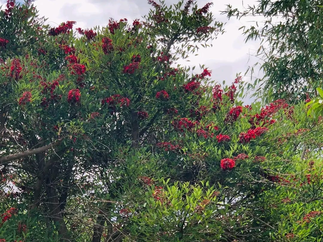Erythrina Crista-Galli/ Coral Cockspur Tree