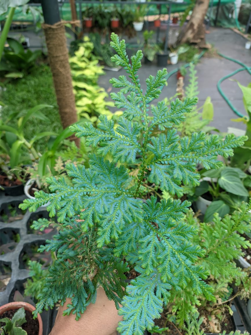 Peacock Fern