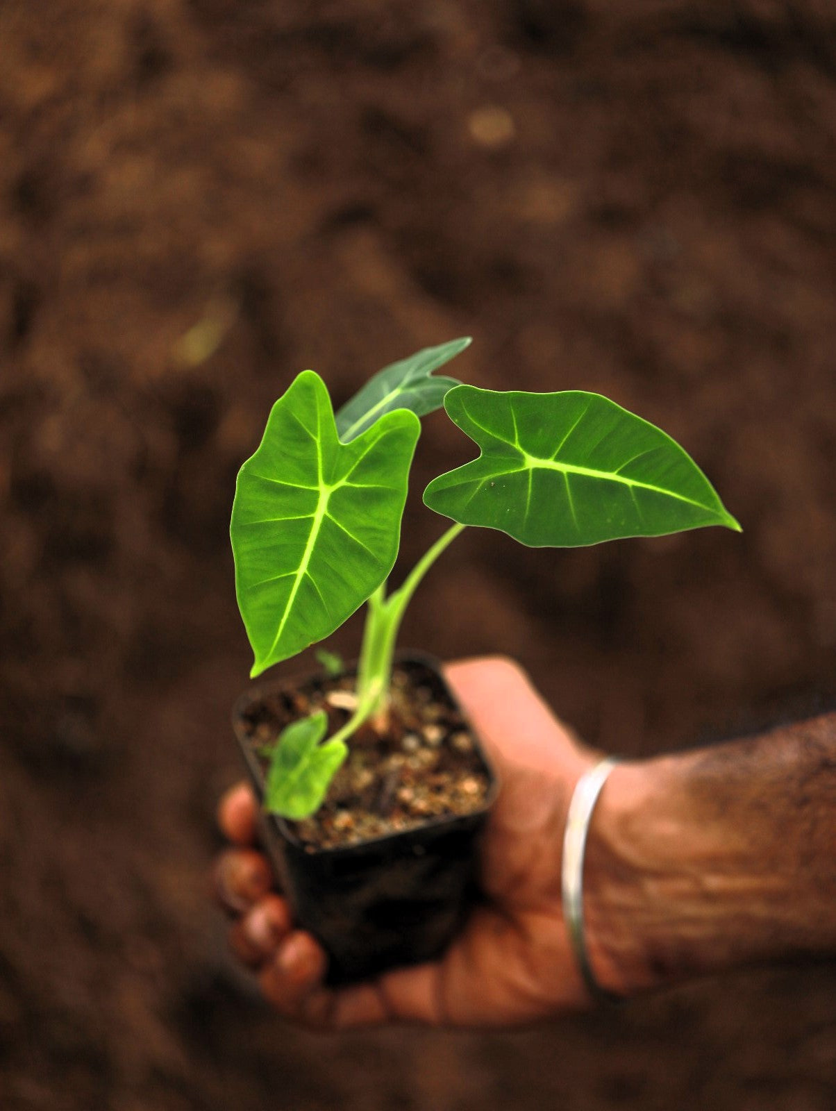 Alocasia Frydek
