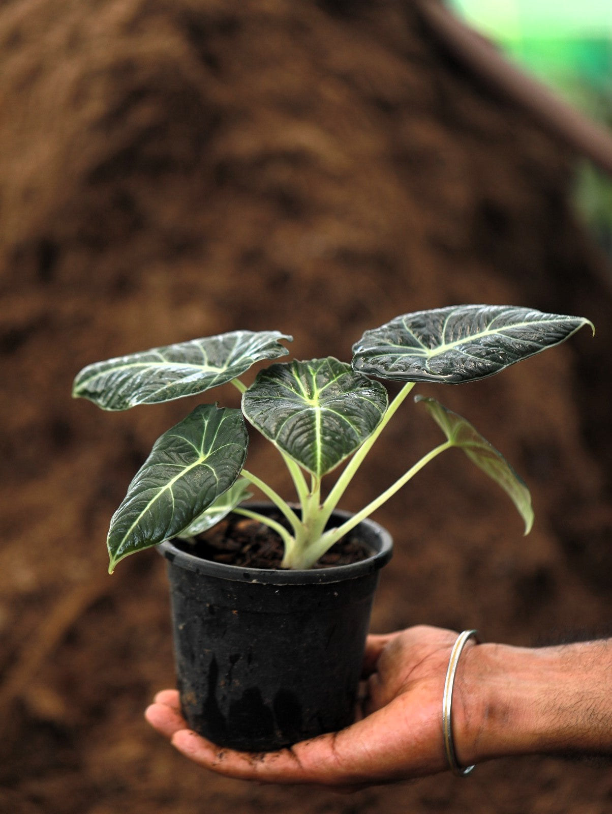 Black Velvet Alocasia