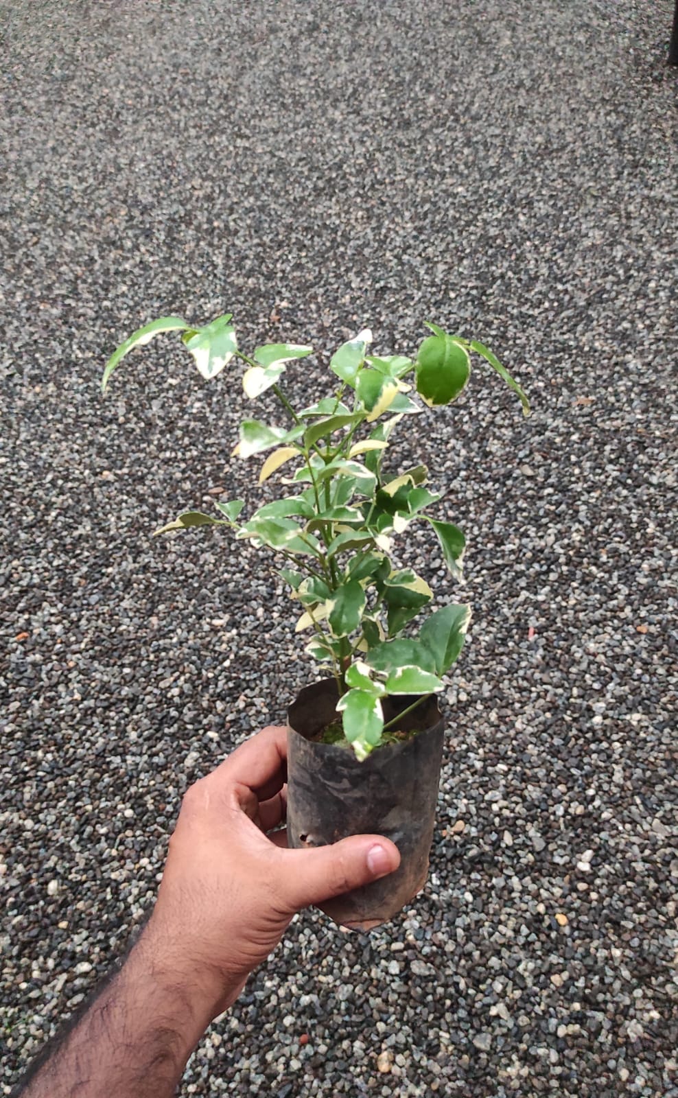 Tecoma Variegated