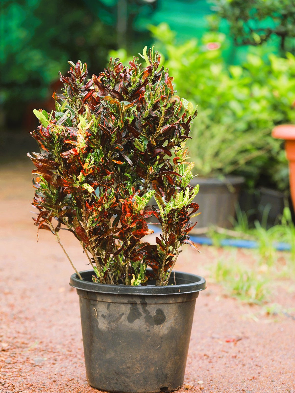 croton mammy plants Croton Mammy 4 ft plant : Buy Plant Online In India – Growcerys