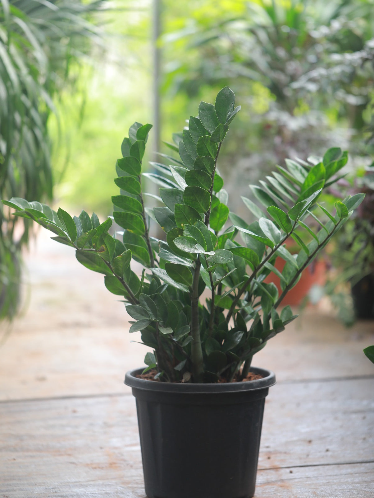 ZZ Plant 4 ft XL Plant