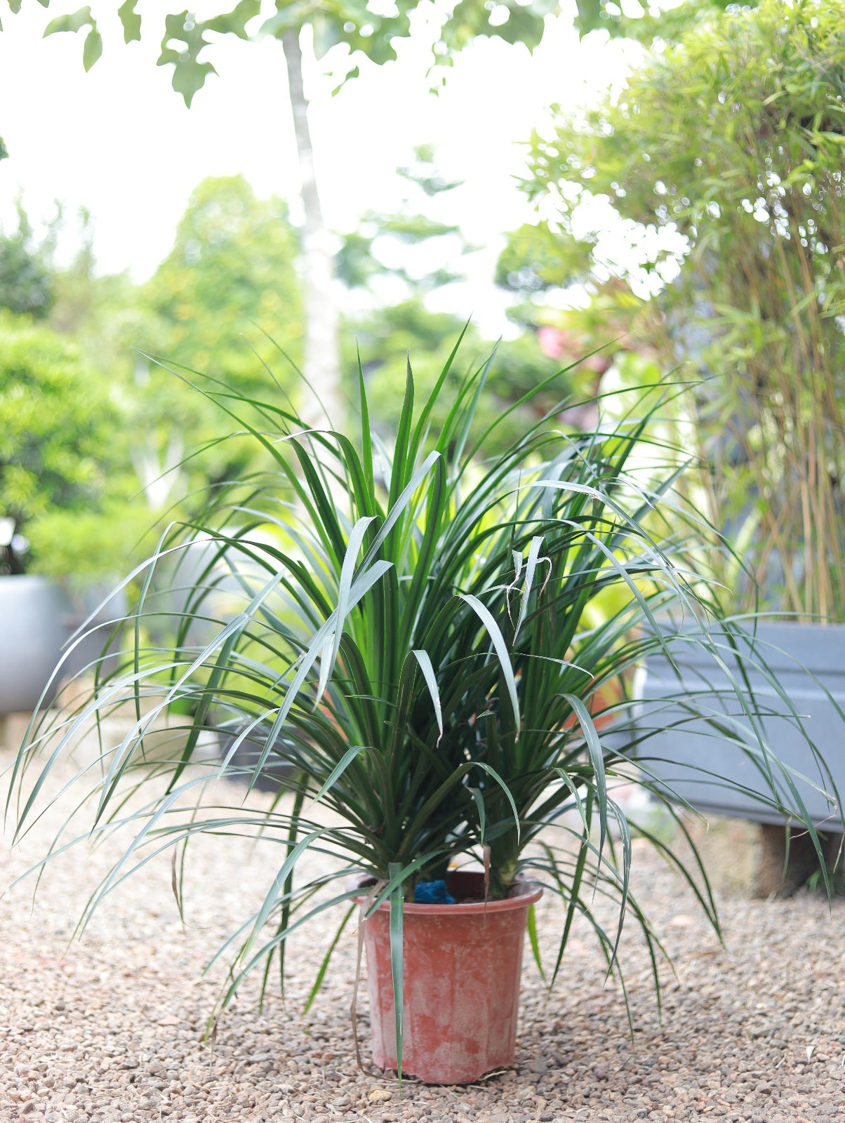 Dracaena Draco 4 ft XL Plant