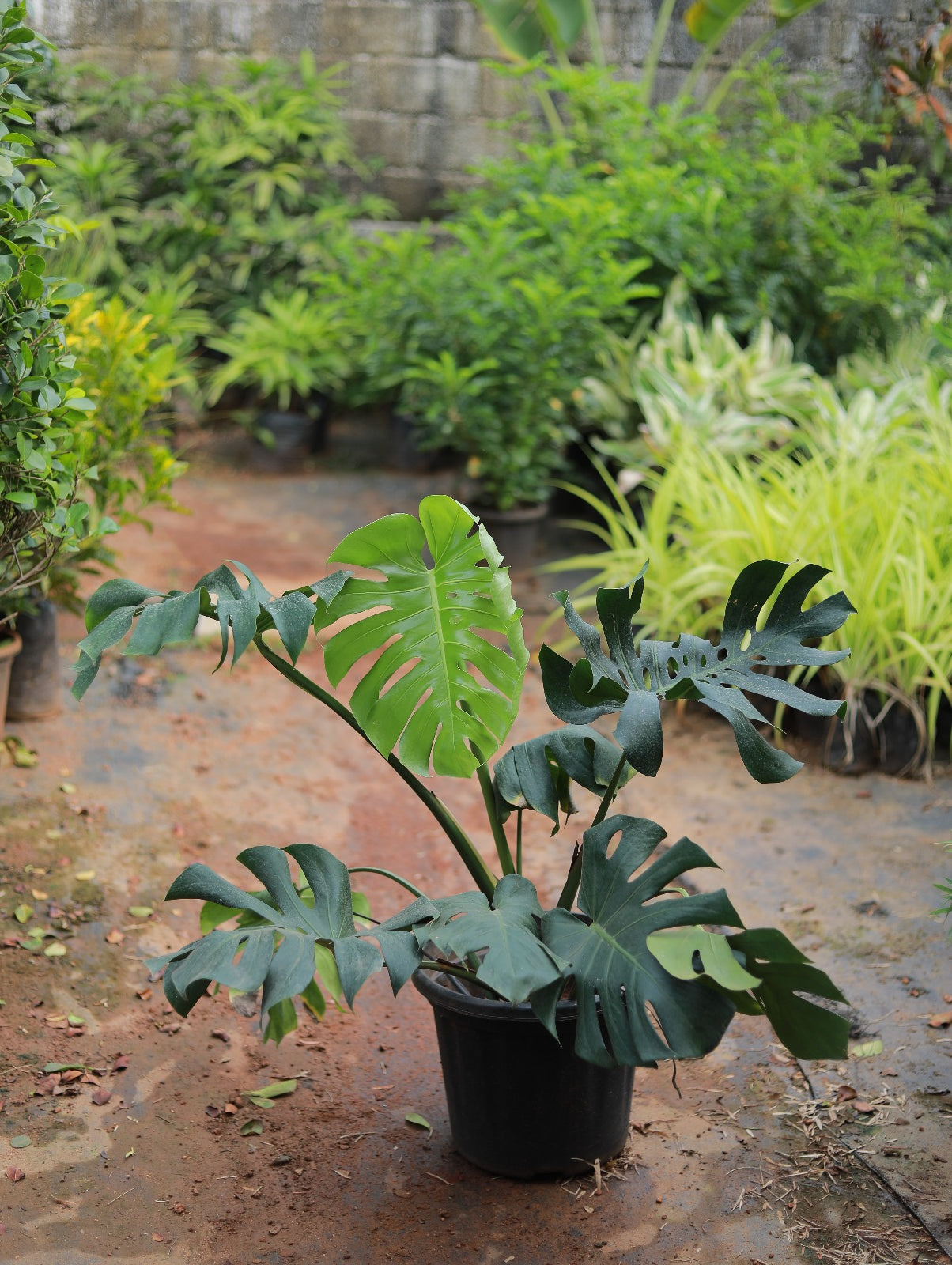 Monstera Delicoisa 4 ft XL plant