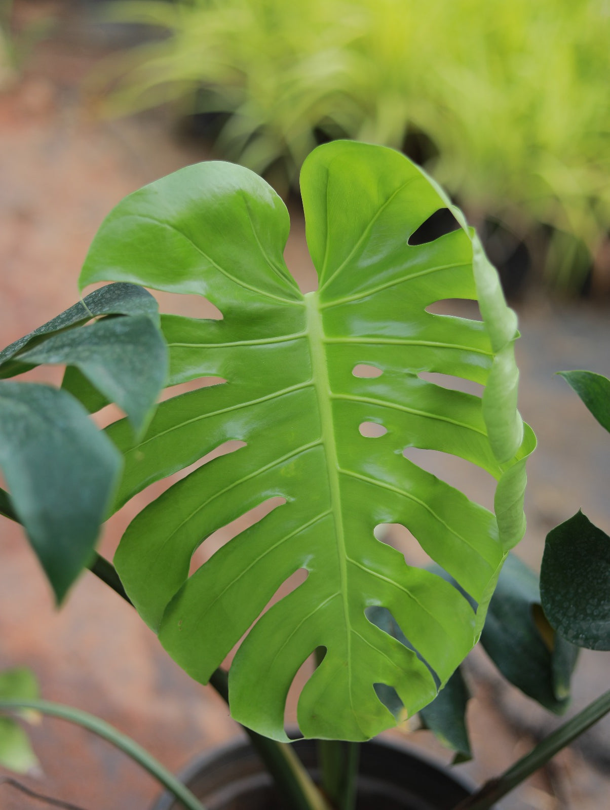 swiss cheese plant india Monstera Delicoisa 4 ft plant: Buy Plant Online In India – Growcerys