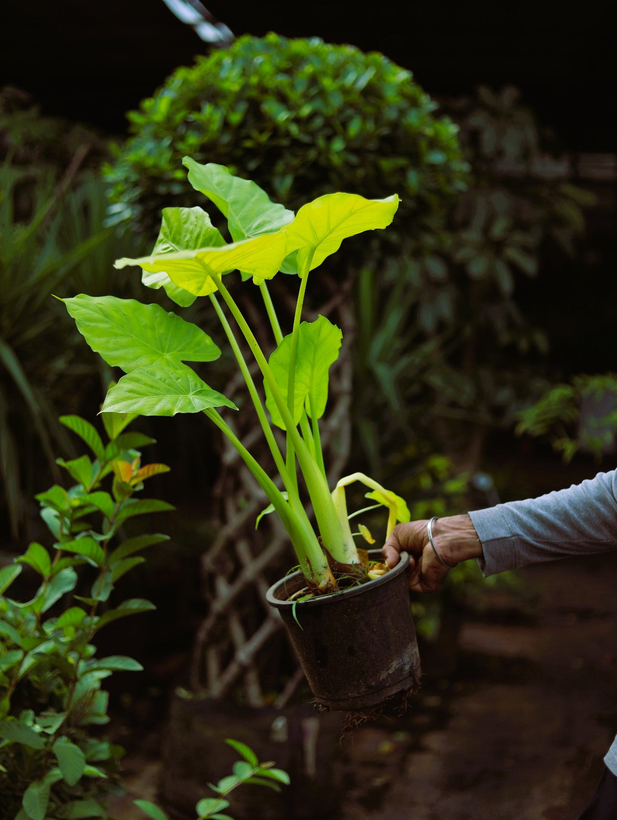 Alocasia Zinger Lime 4 ft XL Plant