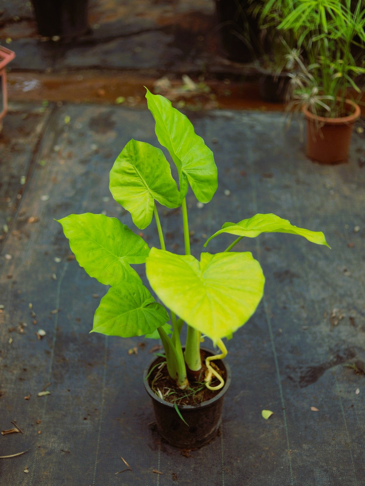 Alocasia Zinger Lime 4 ft XL Plant