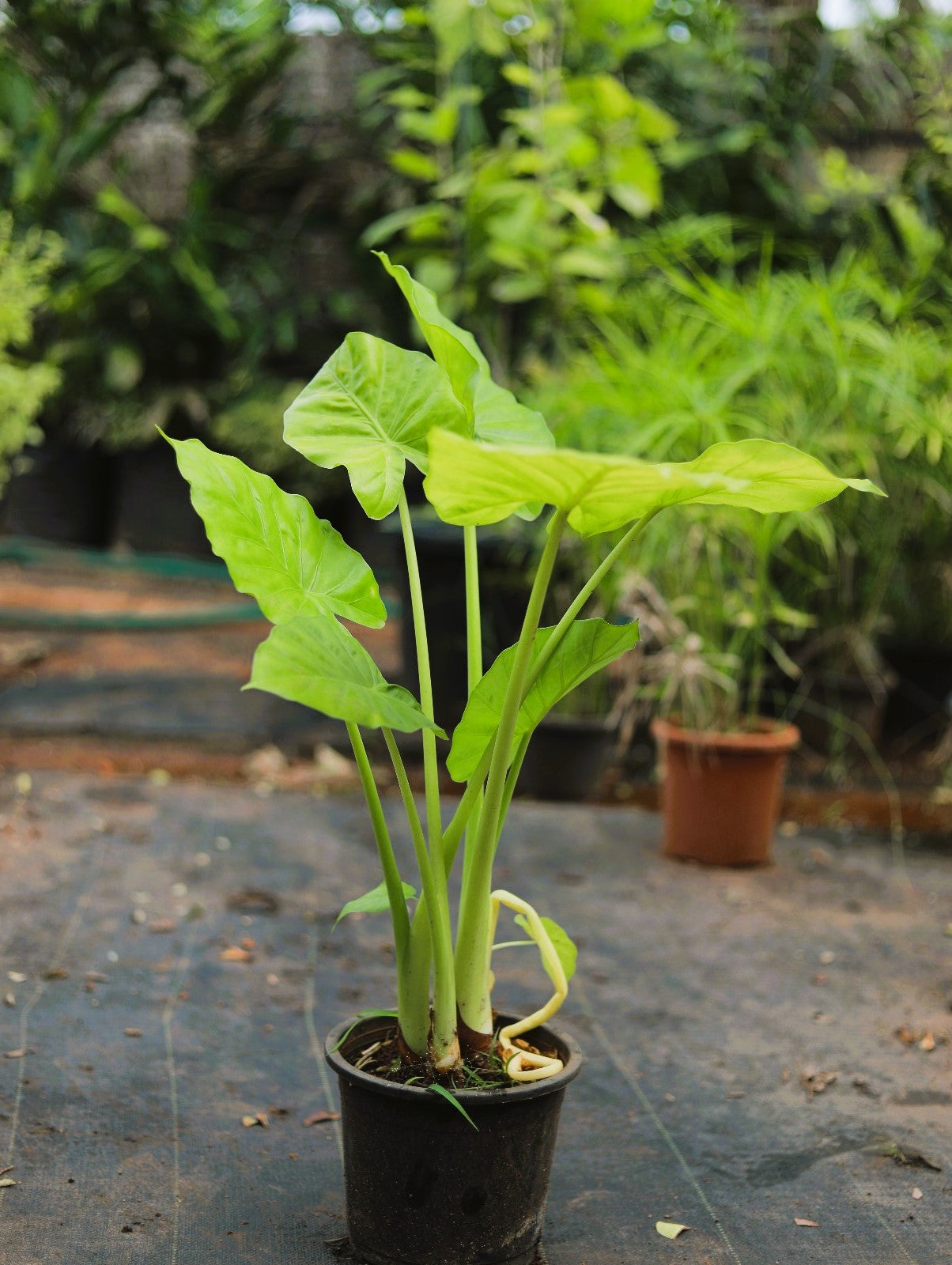 Alocasia Zinger Lime 4 ft XL Plant