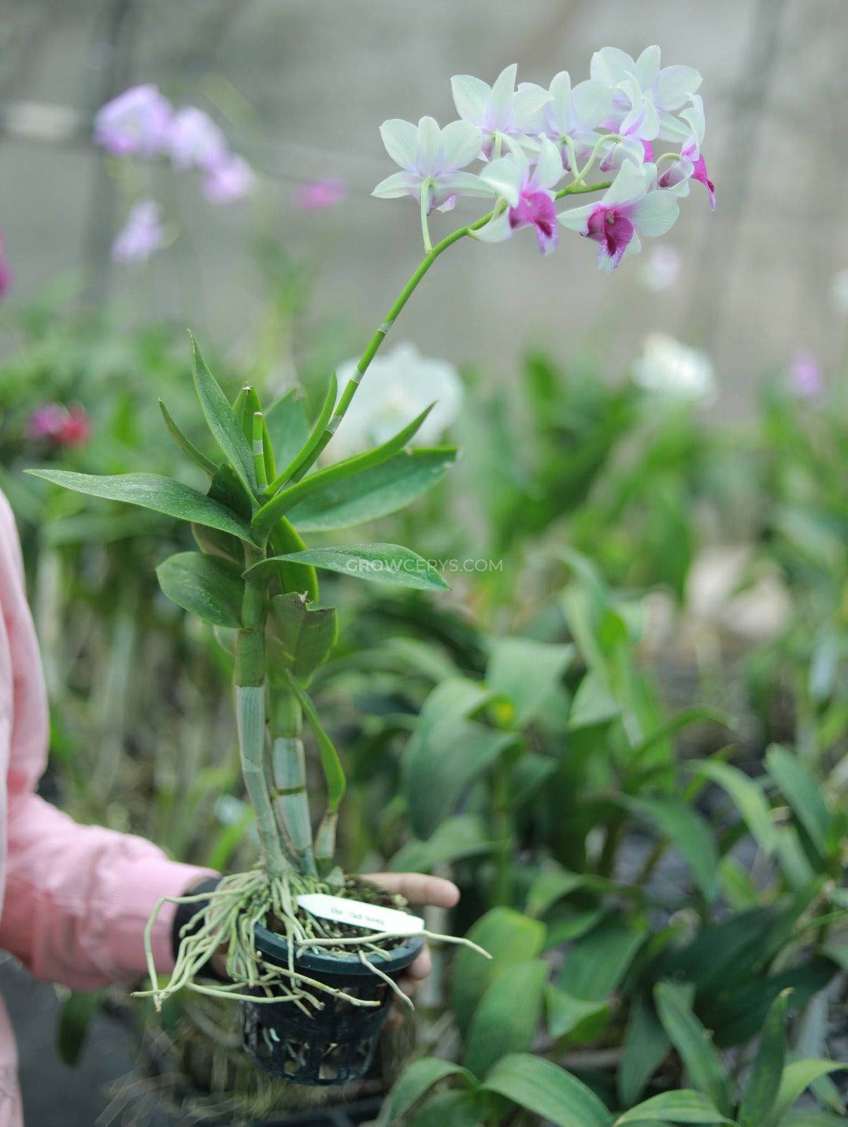 Dendrobium Pakboong