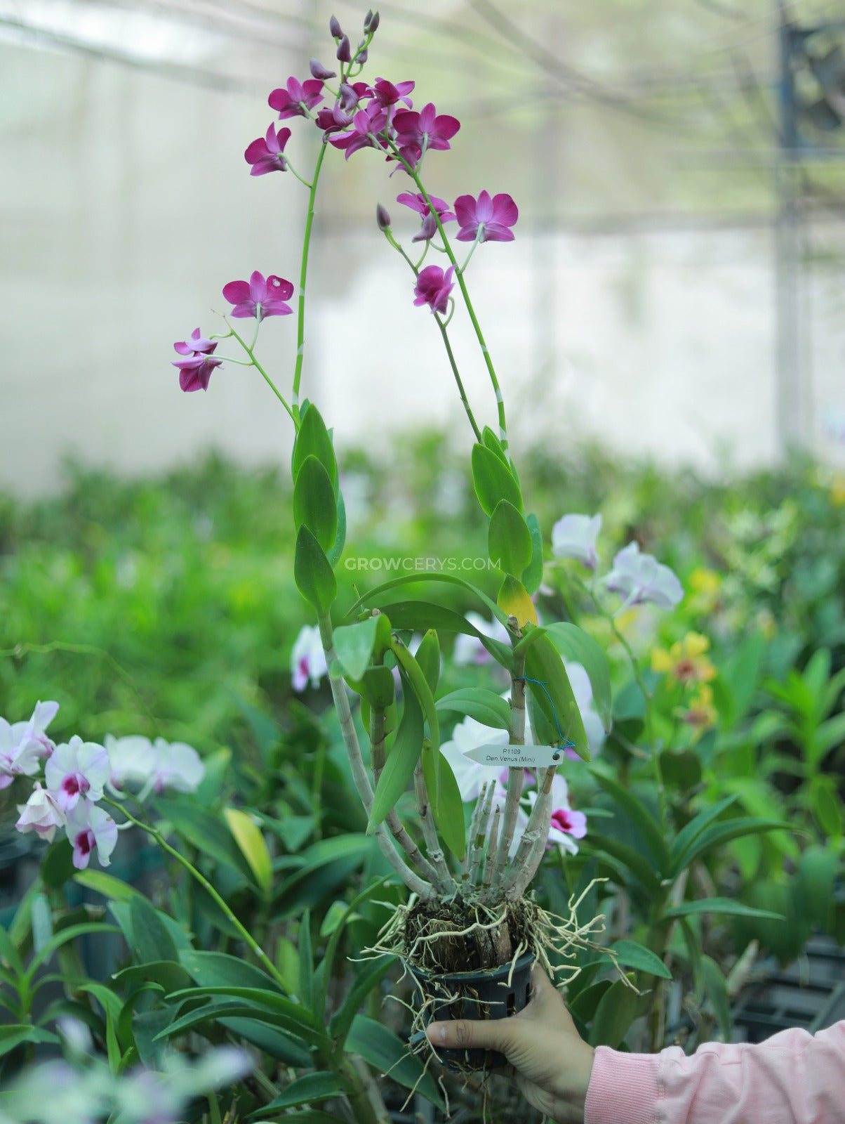 Dendrobium Venus Mini