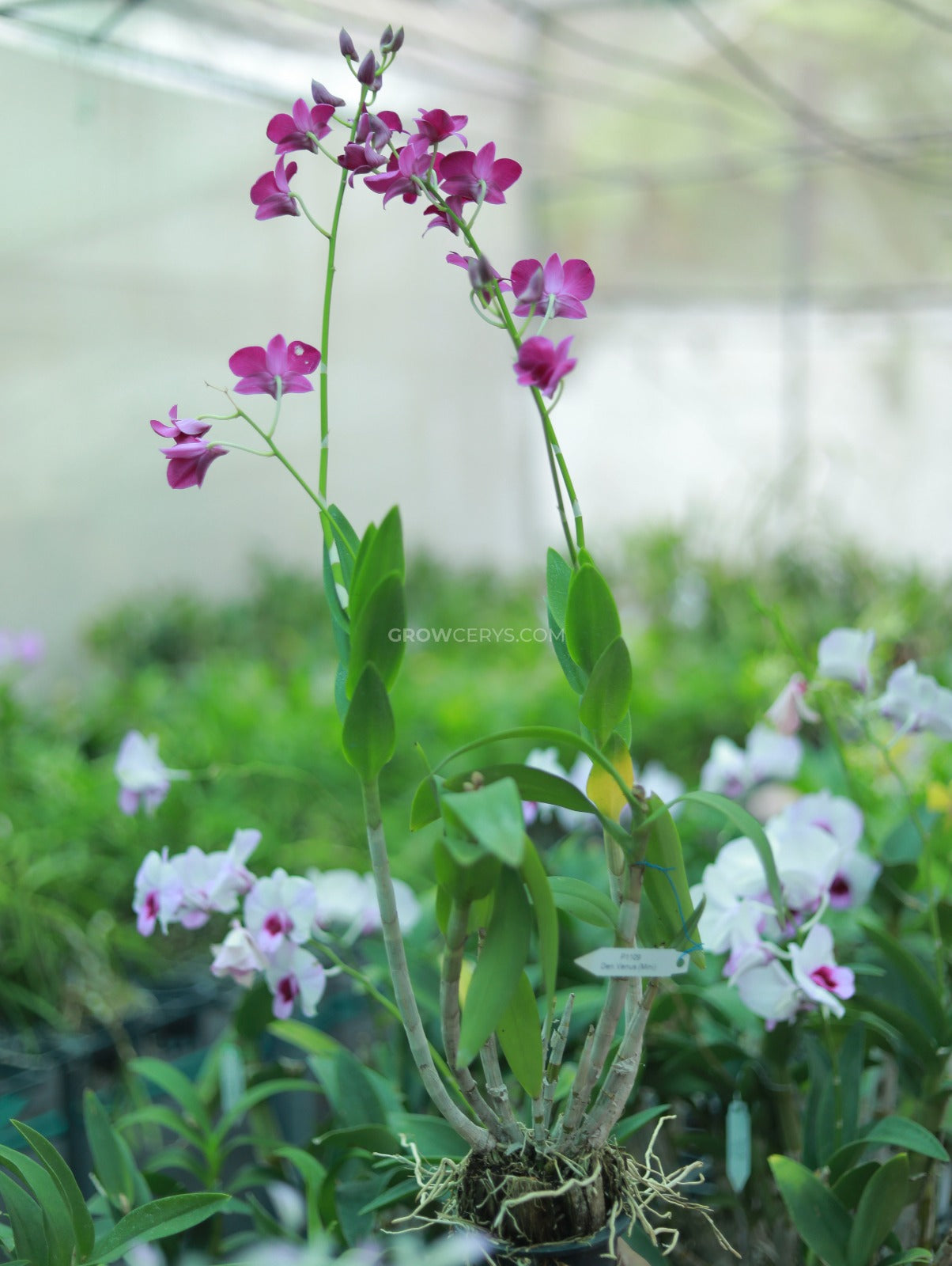 Dendrobium Venus Mini