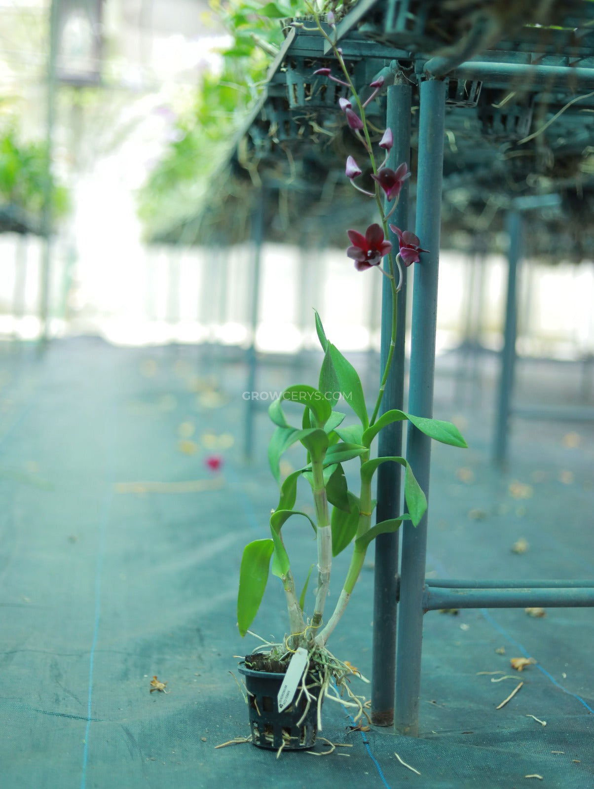 Dendrobium Red