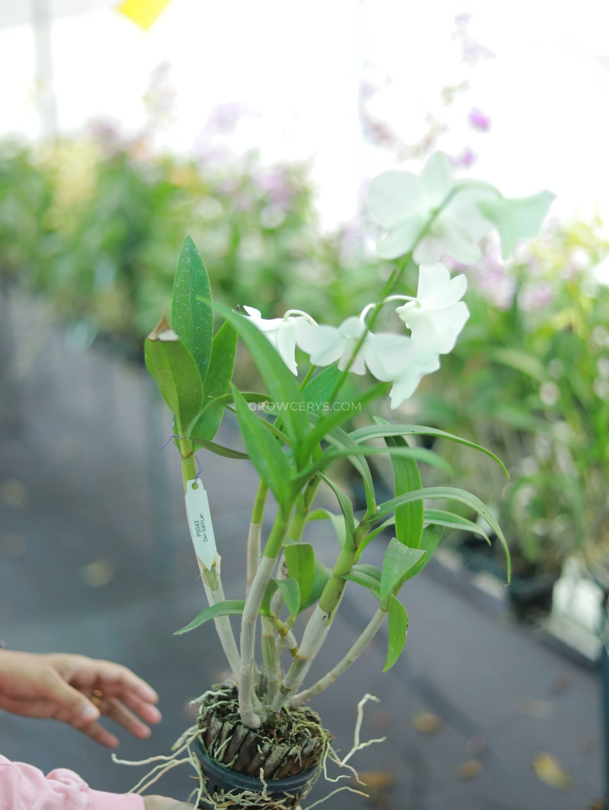 Dendrobium Airy Snow
