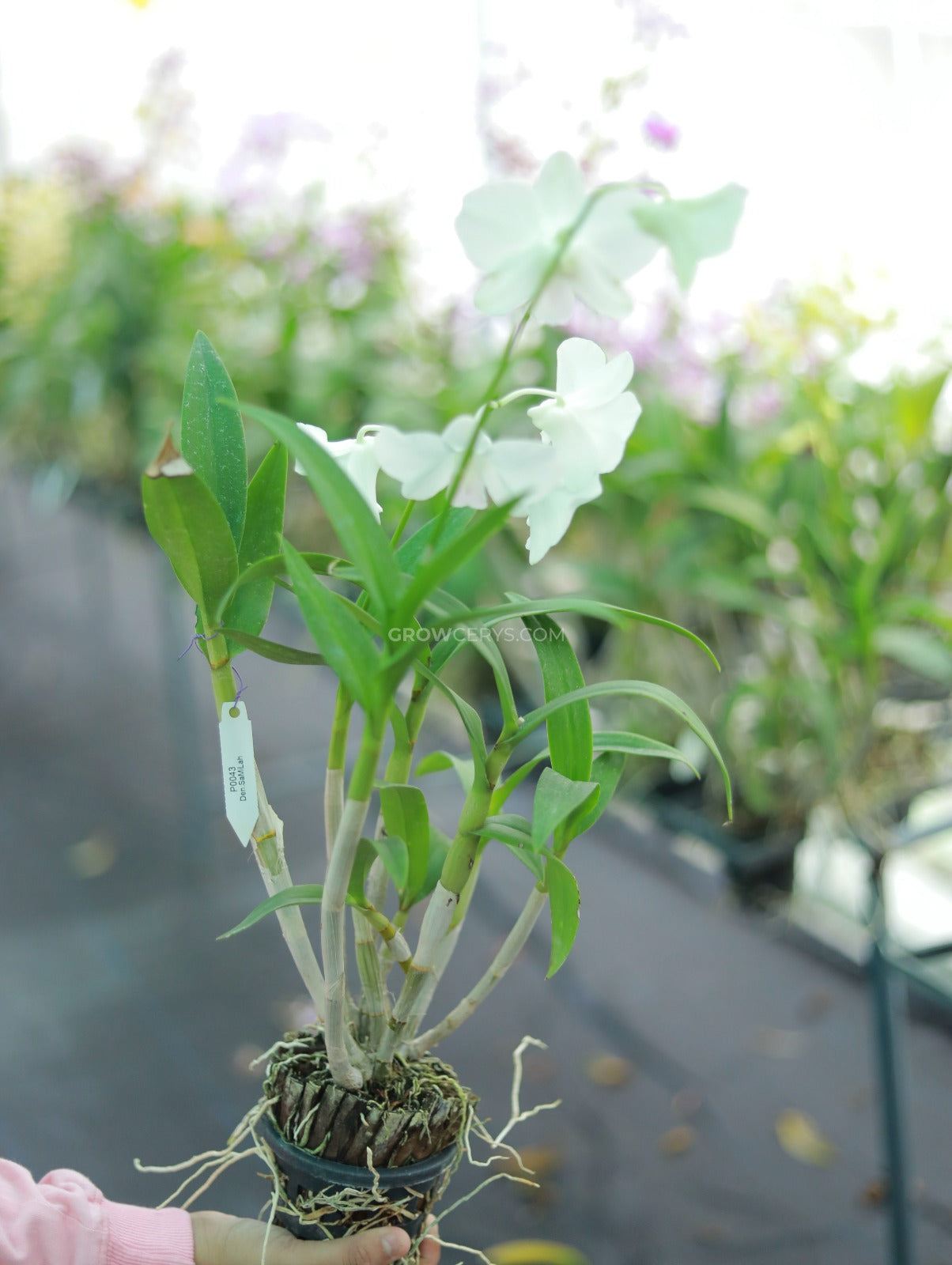 Dendrobium Airy Snow