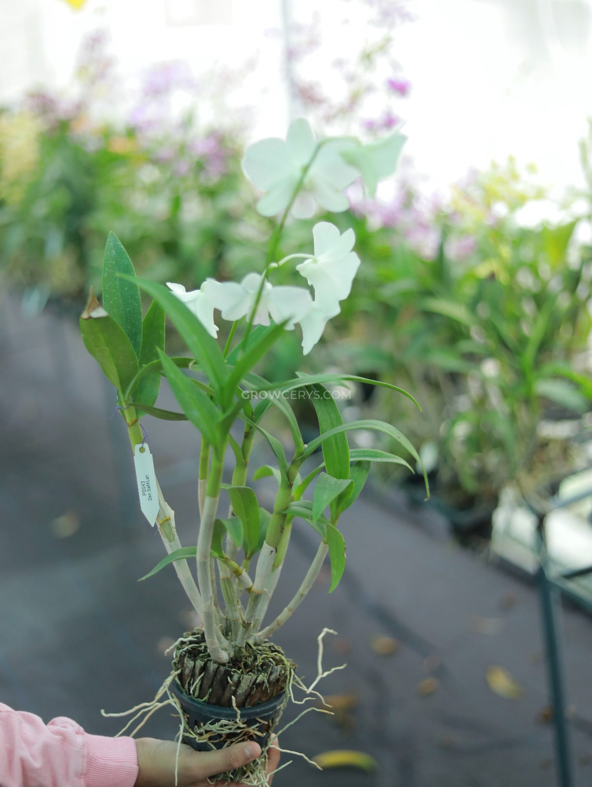 Dendrobium Airy Snow