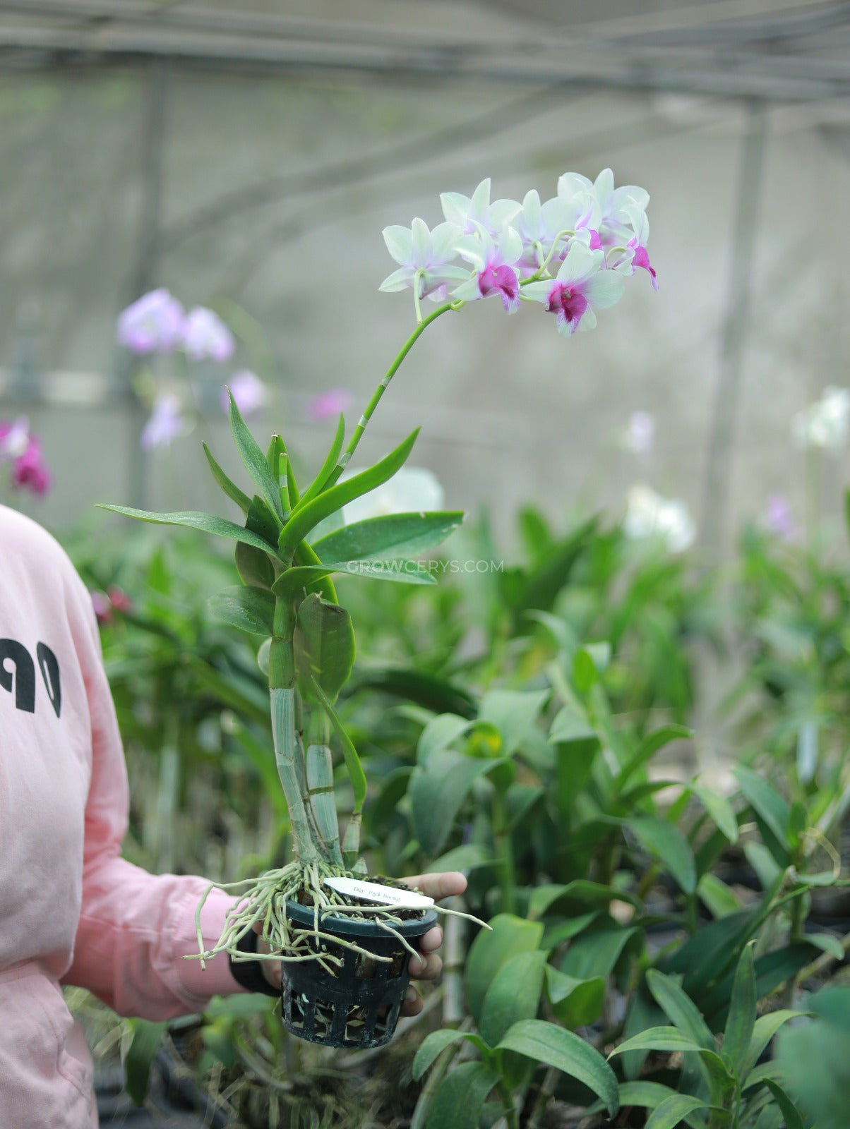 Dendrobium Pakboong