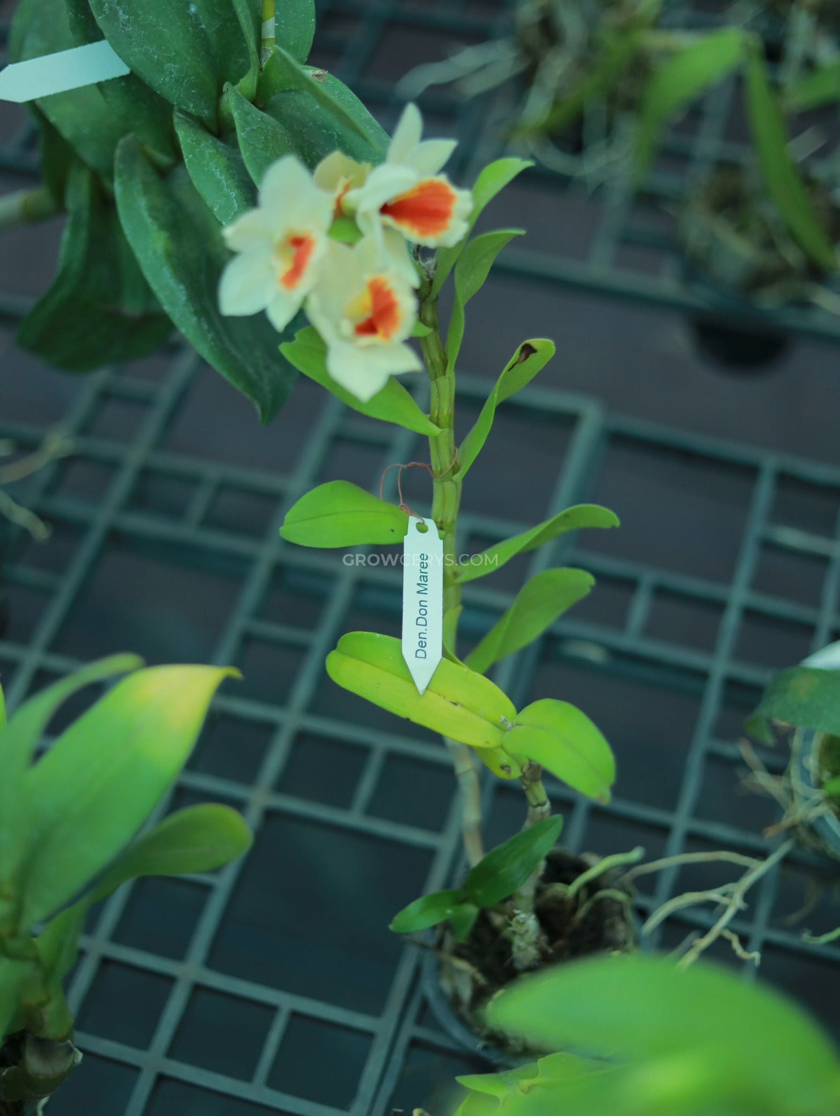 Dendrobium Donmalee