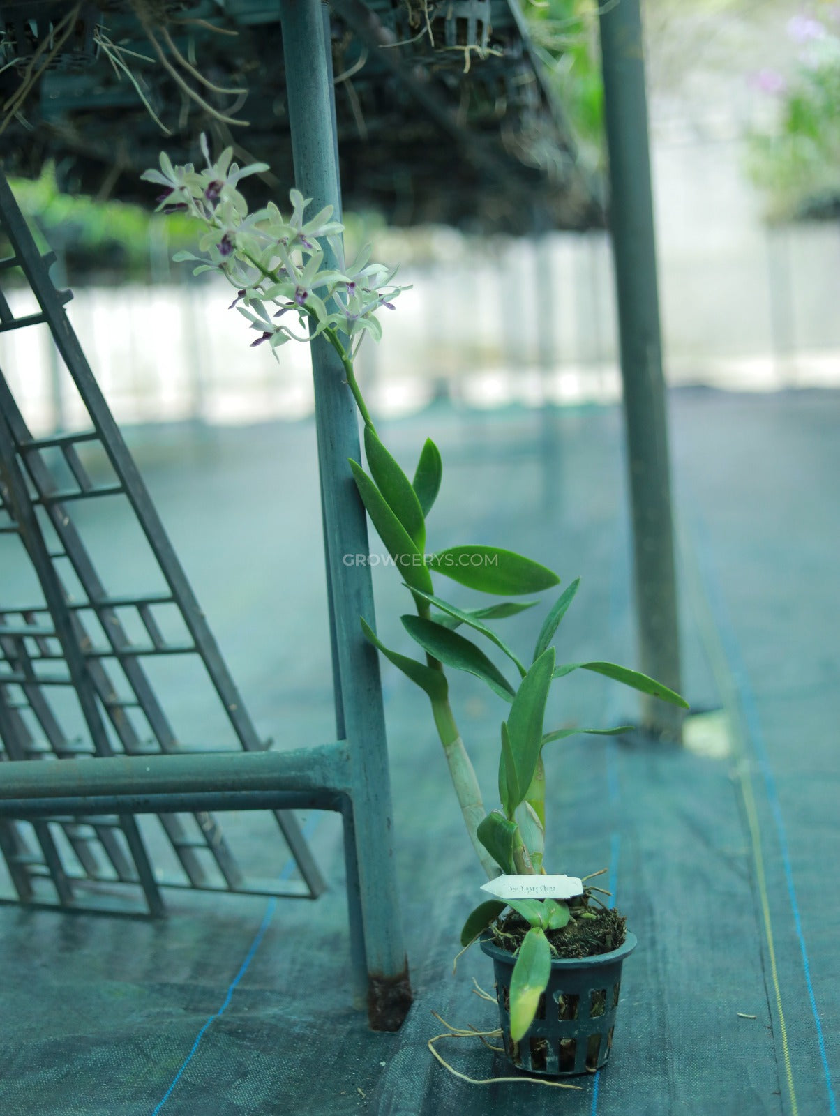 Dendrobium Nguang Chang