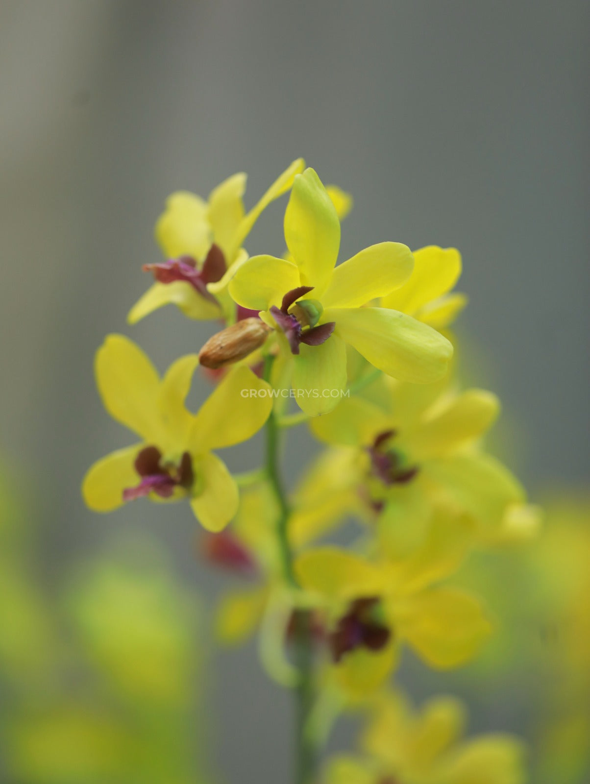 Dendrobium Sakda Gold